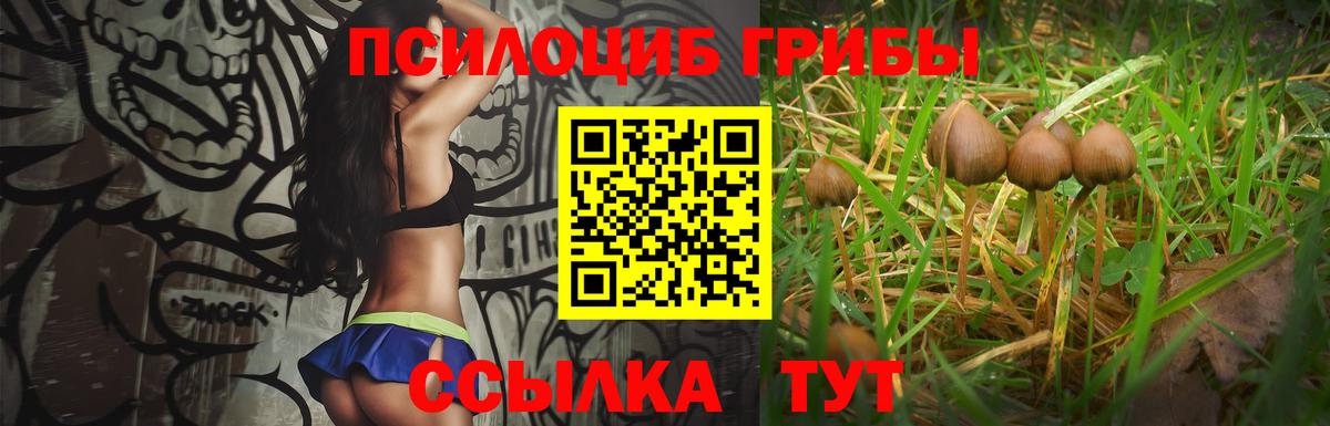 Мурино  что такое   Вход с VPN  Галлюциногенные грибы Psilocybine cubensis 