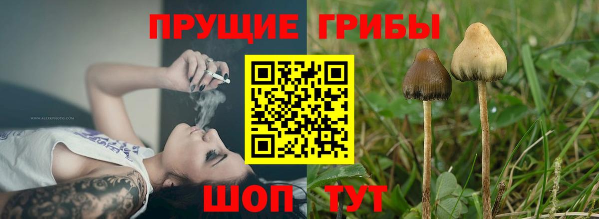 Псилоцибиновые грибы мицелий Мурино